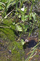 Cardamine cordifolia