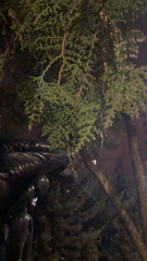 Platycladus orientalis