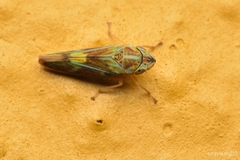 Graphocephala ignava