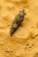 Graphocephala ignava