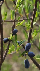 Forestiera