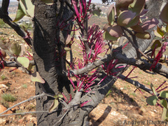 Tapinanthus rubromarginatus