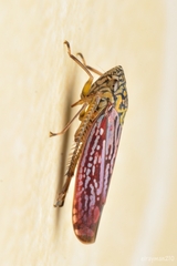 Graphocephala edwardsii