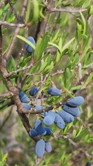 Forestiera