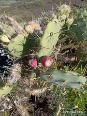Opuntia stricta