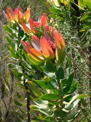 Leucadendron burchellii