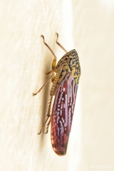Graphocephala edwardsii