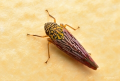 Graphocephala edwardsii