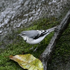 Motacilla clara