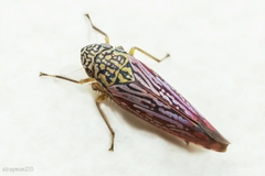 Graphocephala edwardsii