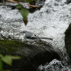 Motacilla clara