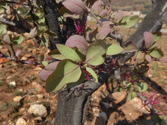 Tapinanthus rubromarginatus
