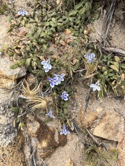 Lobelia boivinii