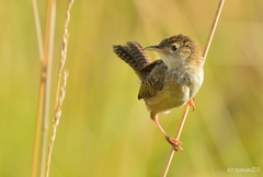 Cistothorus platensis