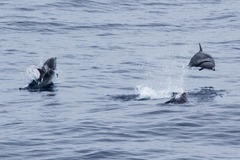 Stenella coeruleoalba