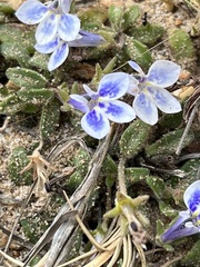 Lobelia boivinii