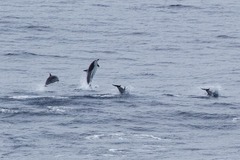 Stenella coeruleoalba