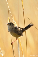 Cistothorus platensis