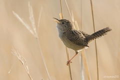 Cistothorus platensis