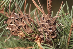 Adelges abietis