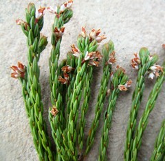 Erica articularis