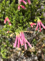 Erica discolor