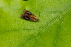 Olethreutes arcuella