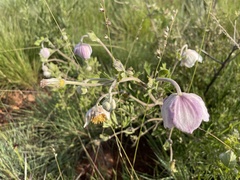 Clematis villosa stanleyi