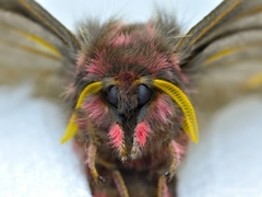 Paradirphia fumosa