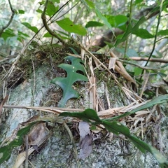 Selenicereus anthonyanus