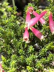 Erica discolor