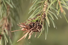 Adelges abietis