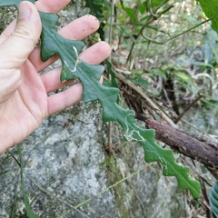 Selenicereus anthonyanus