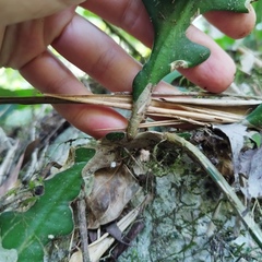 Selenicereus anthonyanus