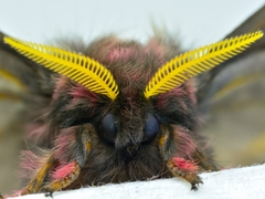Paradirphia fumosa