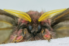 Paradirphia fumosa