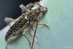 Pseudoperiboeum subarmatum