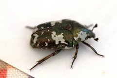 Protaetia aurichalcea