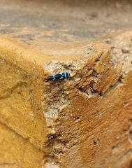 Macugonalia leucomelas