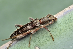 Pseudoperiboeum subarmatum