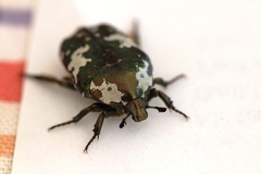 Protaetia aurichalcea