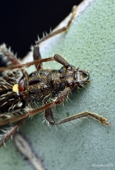 Pseudoperiboeum subarmatum