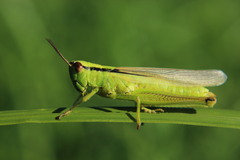 Mecostethus parapleurus