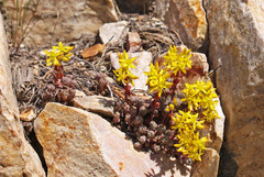Sedum debile