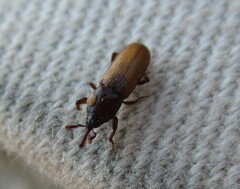 Mesites pallidipennis