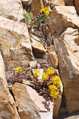 Sedum debile