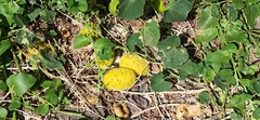 Cucumis dipsaceus