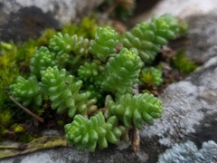 Sedum acre