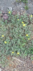 Tribulus