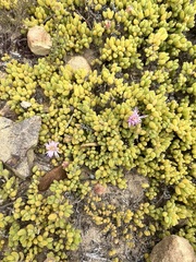Drosanthemum candens